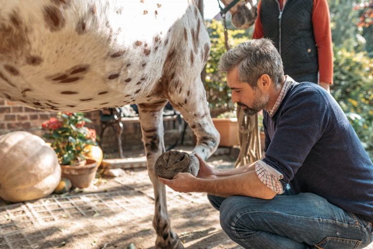 Osteotherapeut untersucht Pferdehuf